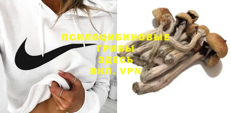 Галлюциногенные грибы Psilocybe  Оса 